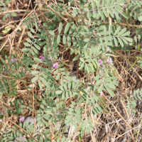 Tephrosia purpurea (Indigo rouge)