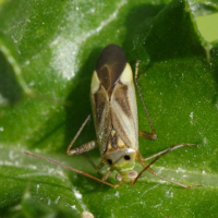 Adelphocoris lineolatus (Punaise)