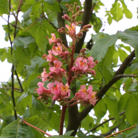 aesculus_x_carnea2md