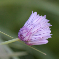 allium_schoenoprasum5bd (Allium schoenoprasum)