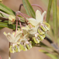 asclepias_fruticosus2md