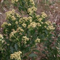 baccharis_halimifolia2md (Baccharis halimifolia)