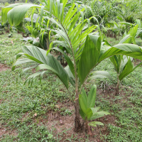 bactris_gasipaes3md (Bactris gasipaes)