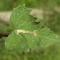 campanula_latifolia2md