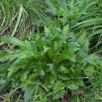 Erigeron canadensis (Vergerette du Canada)