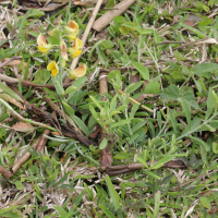 Crotalaria retusa (Crotalaire, Cascavelle jaune, Pois rond marron)