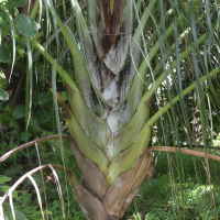 dypsis_decaryi5md