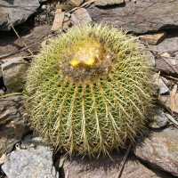 Echinocactus grusonii (Coussin de belle-mère)
