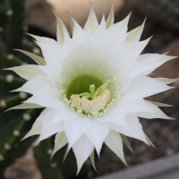 echinopsis_oxygona3md (Echinopsis oxygona)