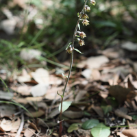 Epipactis microphylla (Épipactis à petites feuilles)