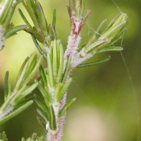 erica_arborea2md (Erica arborea)