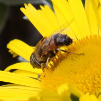 eristalinus_taeniops2bd