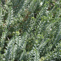 Euphorbia paralias (Euphorbe des dunes)