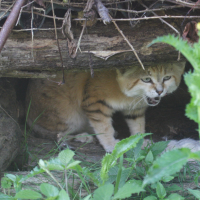 Felis margarita (Chat des sables, Chat du désert, Chat de Marguerite)