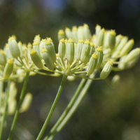 foeniculum_vulgare3md