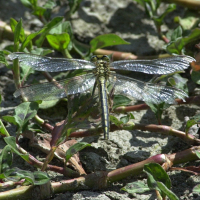 gomphus_pulchellus2md