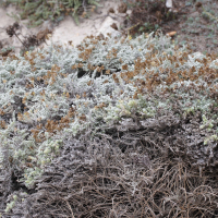 Helichrysum italicum ssp. microphyllum (Immortelle à petites feuilles)