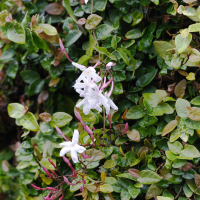 Jasminum grandiflorum (Jasmin à grandes fleurs, Jasmin d'Espagne)