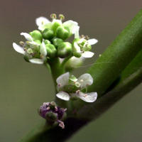 Lepidium_squamatum