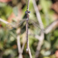 lestes_dryas4md