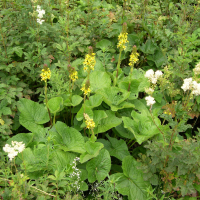 ligularia_sibirica3md