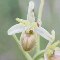 ophrys_virescens4md