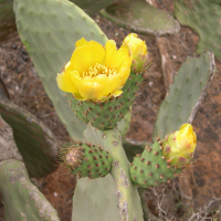 opuntia_ficus-indica2bcd