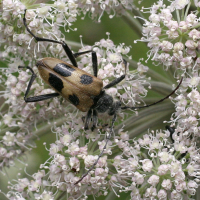 pachyta_quadrimaculata3md