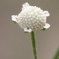 parthenium_hysterophorus2md