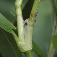 persicaria_glabra3md