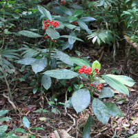 psychotria_uliginosa6md