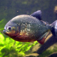 Pygocentrus nattereri (Piranha rouge, piranha à ventre rouge)