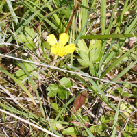 Ranunculus breyninus (Renoncule de Breyne, Renoncule de la Raxalpe, Renoncule orophile)
