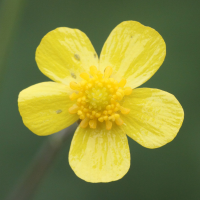 Ranunculus_flammula