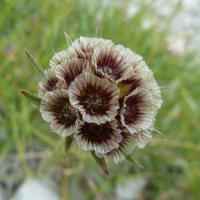 scabiosa_graminifolia3gv