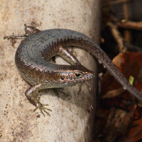 Trachylepis maculilabris (Scinque, Mabouya)