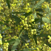 acacia_retinoides2bd (Acacia retinodes)