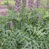 acanthus_spinosus2md