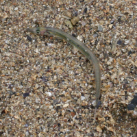 Ammodytes tobianus (Anguille de sable)