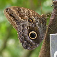 Caligo eurilochus (Papillon chouette)