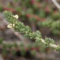 Camphorosma_monspeliaca (Camphorosma monspeliaca)