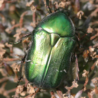 cetonia_aurata3bd (Cetonia aurata)