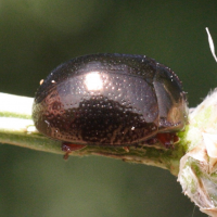 cryptocephalus_nitidus2md (Cryptocephalus nitidus)