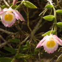 dendrobium_loddigesii2bd (Dendrobium loddigesii)