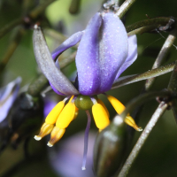 dianella_tasmanica1md (Dianella tasmanica)