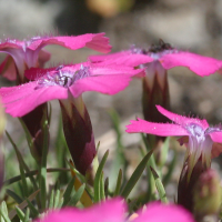 dianthus_deltoides3md (Dianthus deltoides)