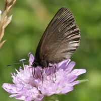 erebia_manto3bd (Erebia manto)