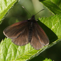 erebia_manto4md (Erebia manto)