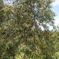 Eucalyptus moorei ssp. nana (Eucalyptus)