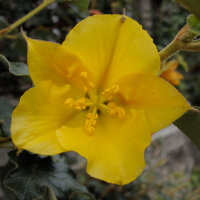 fremontodendron_californicum3bmd